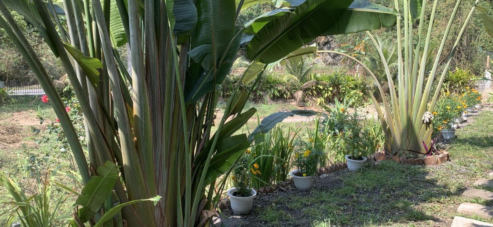 Cat Ba Island Garden Homestay - Papillon Luaran gambar